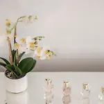 Exotic Oasis Apartman *